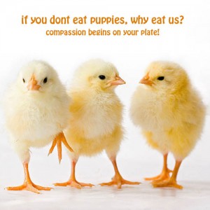 Compassion for all beings begins on our plates.